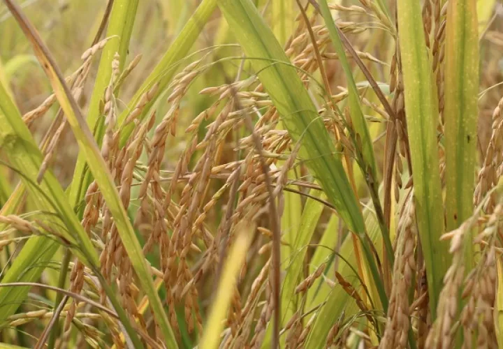 El arroz es uno de los productos más consumidos por los panameños.  Foto: Cortesía Mida