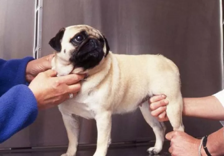 Los tratamientos para la artritis canina están enfocados para tratar el dolor. Foto: Ilustrativa / Pixabay