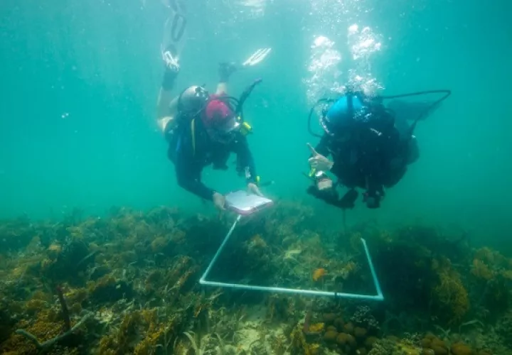 Inventarios de coral para caracterizar la comunidad de coral en el bosque de manglares y el arrecife somero adyacente. Foto: Heather A. Stewart