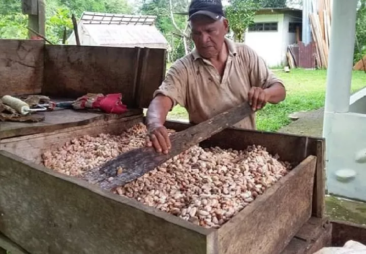 Los precios internacionales del cacao han mejorado, razón por la cual existen mejores posibilidades para los productores de este rubro de optimizar sus niveles de vida. Foto: Eric Montenegro