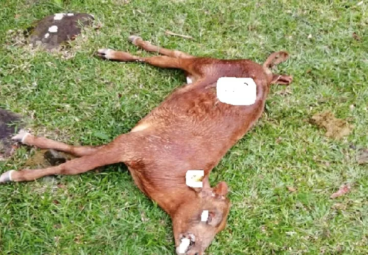 No no se trata de coyotes, sino de perros abandonados y ellos en su instinto de supervivencia atacan a los novillos. Foto: José Vásquez