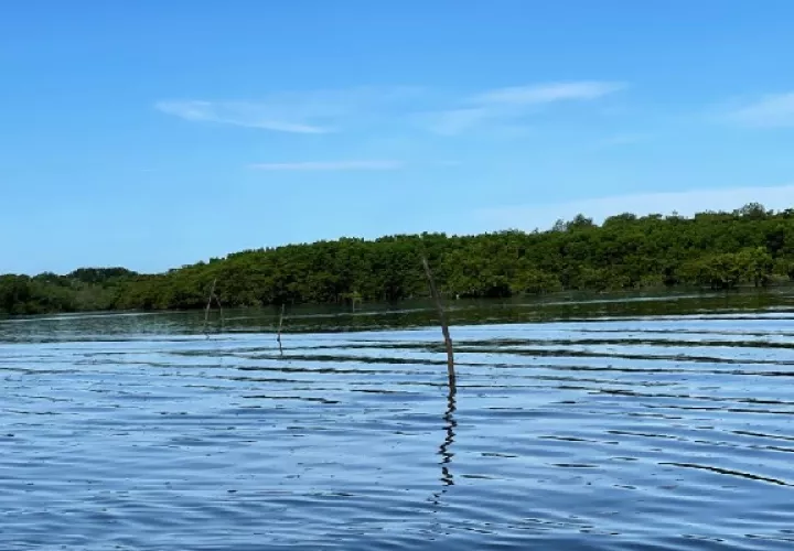 El sistema de pesca con estaca de mangle no está permitido en la regulación vigente, ya que además afecta la navegación. Foto. José Vásquez