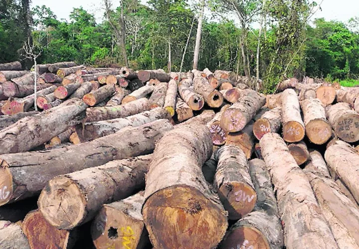 En Panamá, la tala ilegal de árboles y el tráfico de especies en vías de extinción, son los delitos más comunes. Foto: Archivo