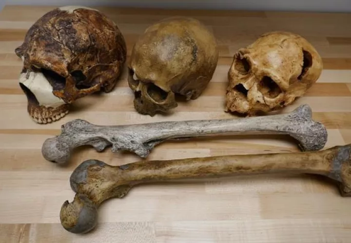 Imagen de fósiles del género Homo cedida por Manuel Will, de la Universidad de Tubinga. EFE