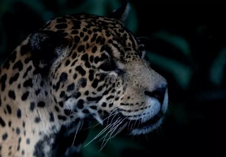 Más de 260 especies de vertebrados terrestres que han tenido interacciones negativas con las personas, 53 se encuentran amenazadas. Foto: EFE