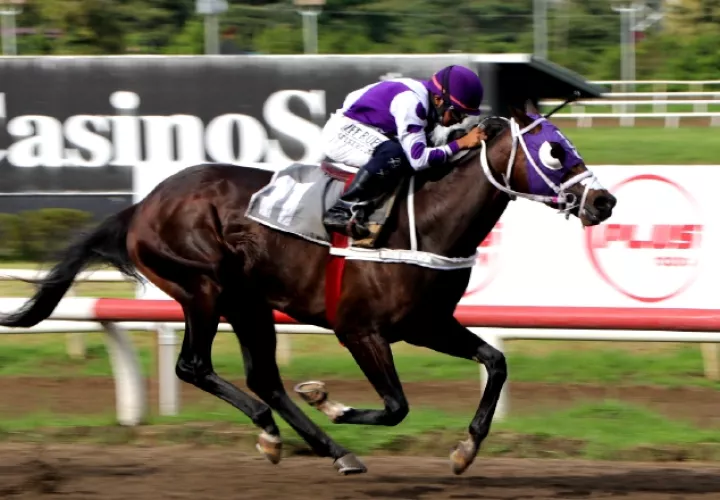 Laurentino López, luce el peculiar estilo de montar de los jinetes panameños, sobre el caballo Tarpan Candy, en una carrera de 1,700 metros. Foto: Hipódromo