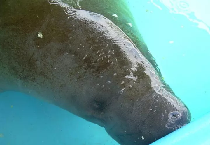Esta primavera las autoridades ya habían alertado de que la rápida extinción de los pastos marinos estaba causando la desnutrición y una mortandad sin precedentes del manatí de Florida. EFE