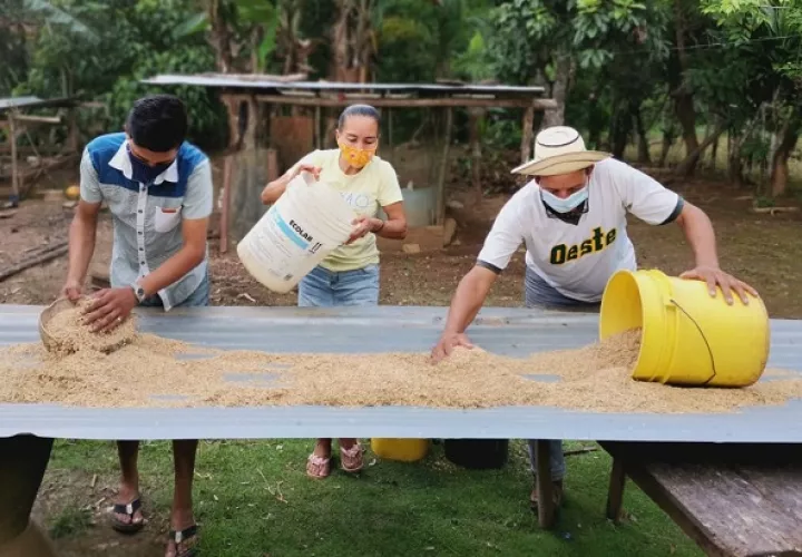 Al proyecto se ha incorporado la comercialización de cultivos, para que las familias obtengan ingresos económicos propios. Foto: Cortesía Mides