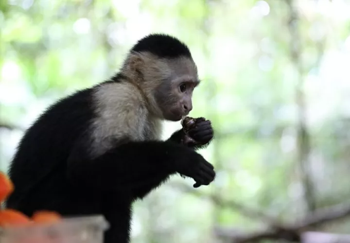 El primate fue decomisado semanas atrás en una vivienda que  no contaba con las condiciones aptas para su desarrollo.  Foto: Cortesía MiAmbiente