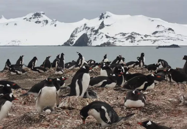 Colonia de pingüinos papúa ("Pygoscelis papua") en la península de Byers, una de las localidades incluidas en el estudio. Foto: EFE