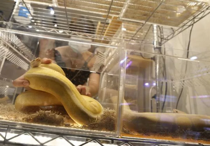 Una serpiente pitón en un expositor en un mercado en Tailandia. Foto: EFE