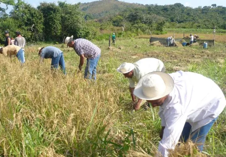 Referente a los pagos por el arroz adquirido, un total de $6 millones 021 mil 186.48 fueron cancelados en dicho periodo  a 234 arroceros.