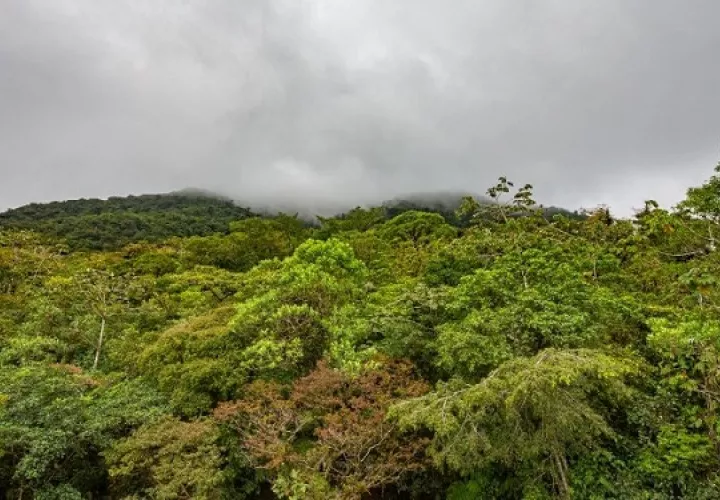 La Reserva Hidrológica de Fortuna albergan casi tantas especies de árboles como todo EE.UU. Foto: Cortesía / Steve Paton