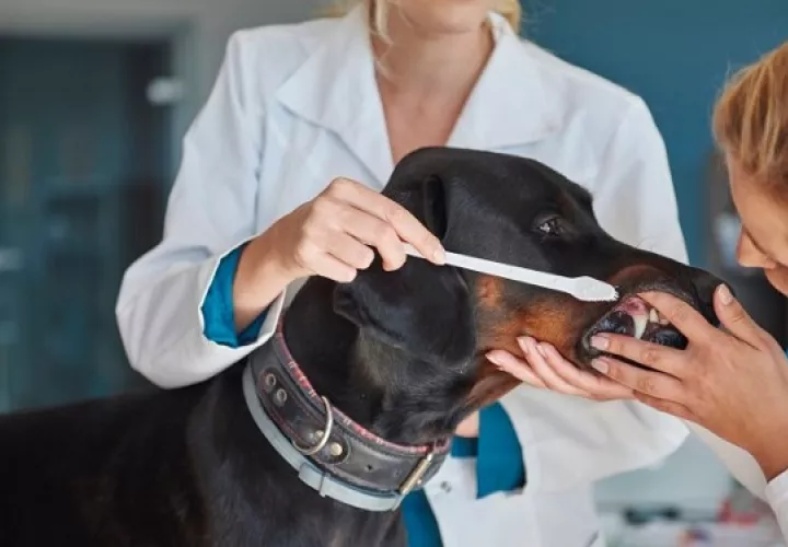 La limpieza dental en casa debe hacerse con regularidad. Foto: Ilustrativa / Freepik