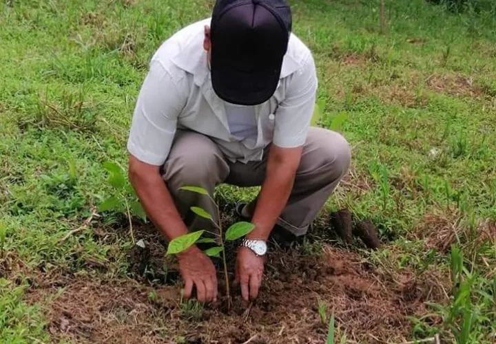 Unos 120 plantones entre caoba nacional, guayacán y cocobolo fueron sembrados. Foto: Diomedes Sánchez  