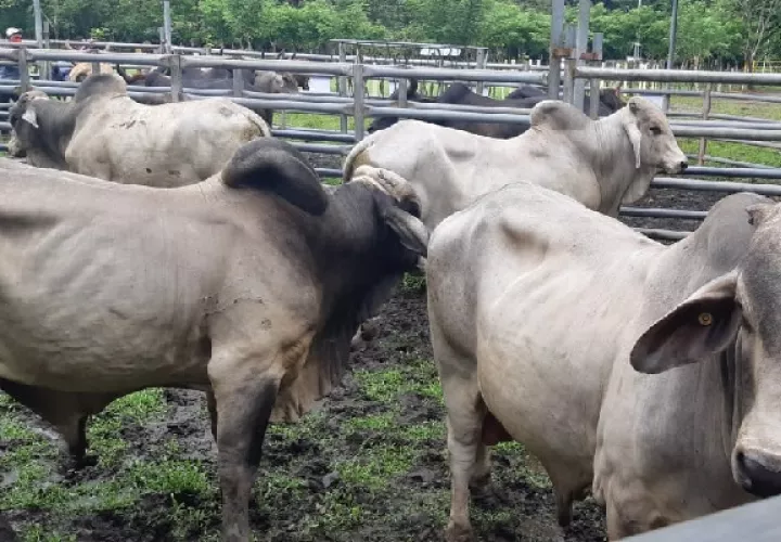 Con el convenio entre el Idiap, los pequeños y medianos productores estos, podrán adquirir razas más especializadas como la Wagyu. Foto: Eric Montenegro