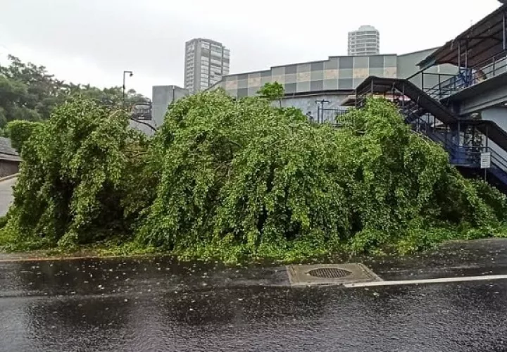 El fuerte viento ocasionó la caída  de árboles. Foto: Cortesía Tráfico Panamá