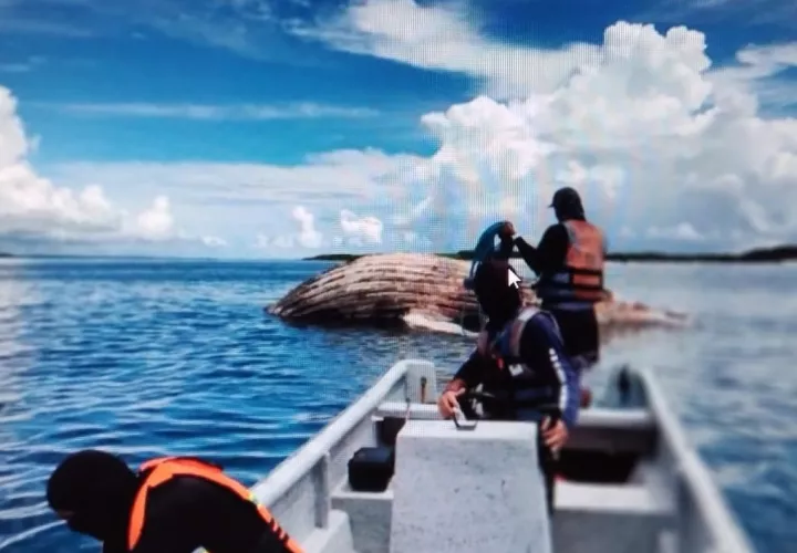 Se procedió a realizar el traslado de la ballena muerta  a una zona costera con pocos visitantes. Foto: Cortesía MiAmbiente