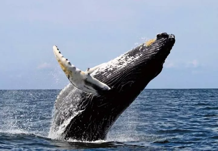Avistamiento de una ballena jorobada en Panamá.