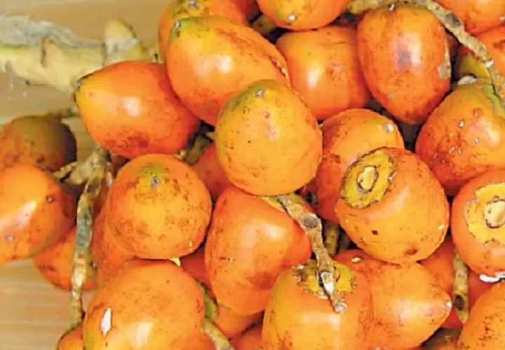  El pixbae es una palmera de altura, muy cultivada en climas calientes y de frutos comestibles. Fotos: Internet 
