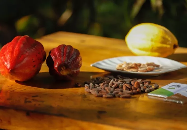 El cacao en grano producido en el país se ha incrementado. Cortesía