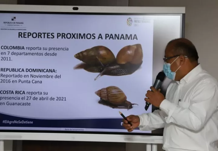 Ya se detectó la presencia del  Caracol Gigante Africano en Costa Rica. Foto: Cortesía Mida