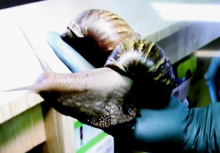 El Caracol Gigante Africano es una plaga con capacidad de establecerse y reproducirse en diversos hábitats. Foto: Cortesía Mida
