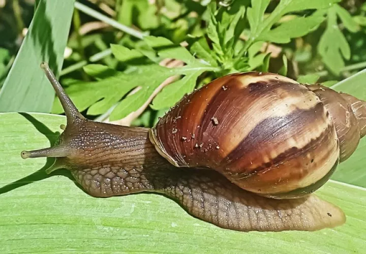 El caracol gigante africano se detectó en Costa Rica. Foto: Cortesía Oirsa
