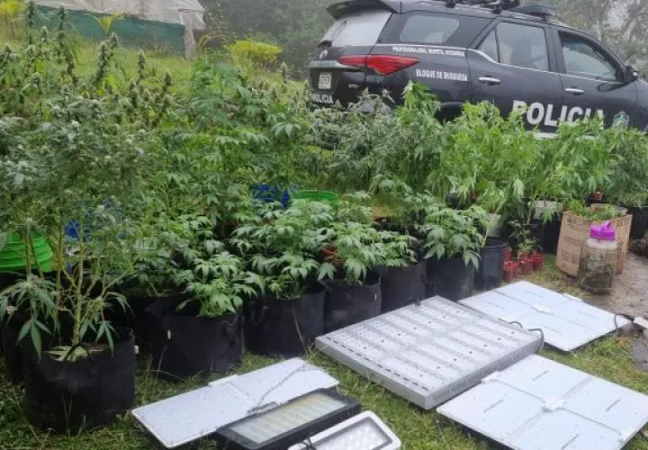 A lo largo de este año es la primera vez, que las autoridades ubican un invernadero para el cultivo de marihuana. Foto: Eric Montenegro