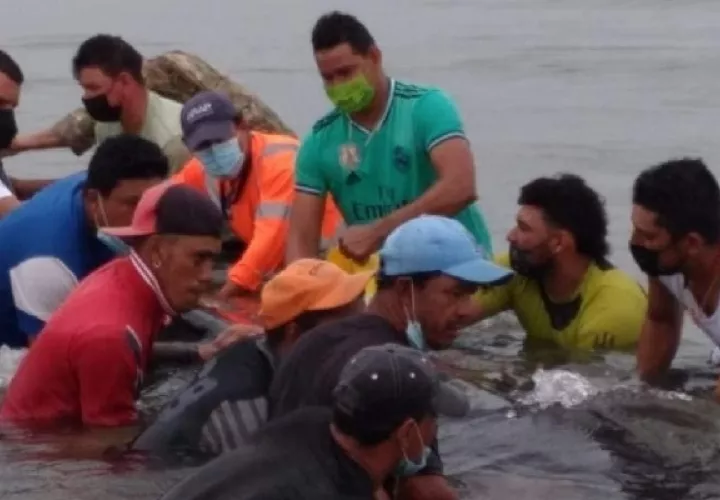 Entre los meses de julio a octubre, las costas del país son utilizadas por gran cantidad de ballenas jorobadas que migran hacia aguas más cálidas para parir sus crías.