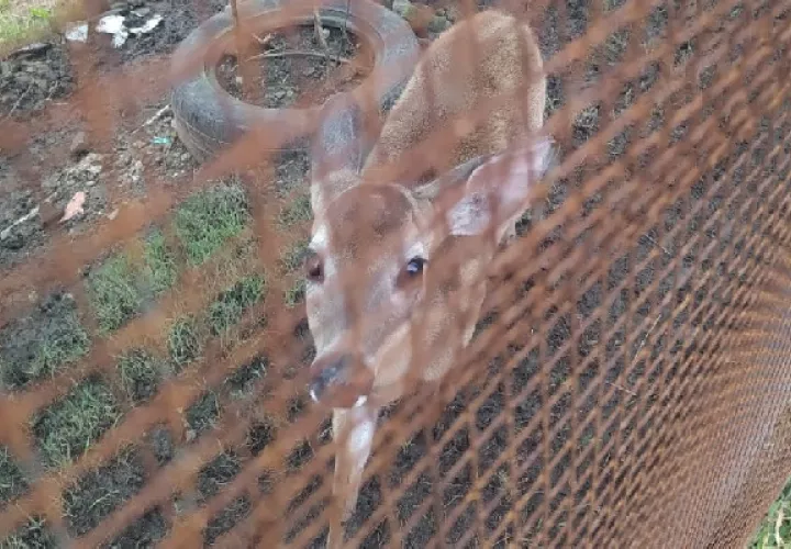 El venado fue trasladado al Departamento de Biodiversidad  y Vida Silvestre de MiAmbiente en la ciudad de Panamá para comprobar su estado de salud y proceder a devolverlo a su hábitat natural. Foto: Diomedes Sánchez