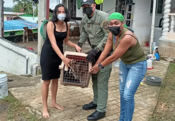 Los residentes manifestaron que solo cuidaron del animal, pero no dieron a conocer la procedencia del mismo. Foto: Diomedes Sánchez