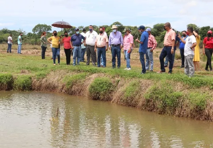Se construirá un sistema de estanques para la siembra de tilapias híbridas. Foto. Cortesía Arap