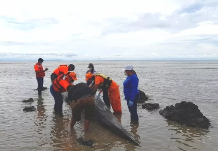 Los expertos comentaron que el cetáceo falleció por falta de alimento. Foto: Thays Domínguez