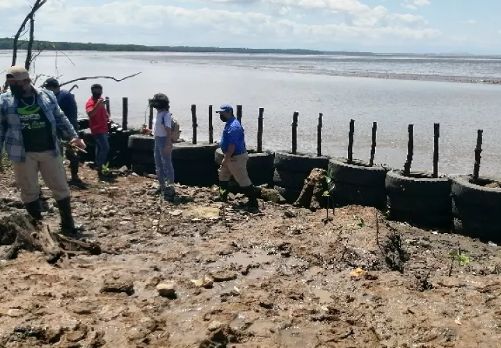 Levantan un muro con llantas y residuos de construcción, aunado a la siembra de plantas de mangle, que permita disminuir las afectaciones y disminuir el impacto del mar en tierra firme. Foto: Thays Domínguez
