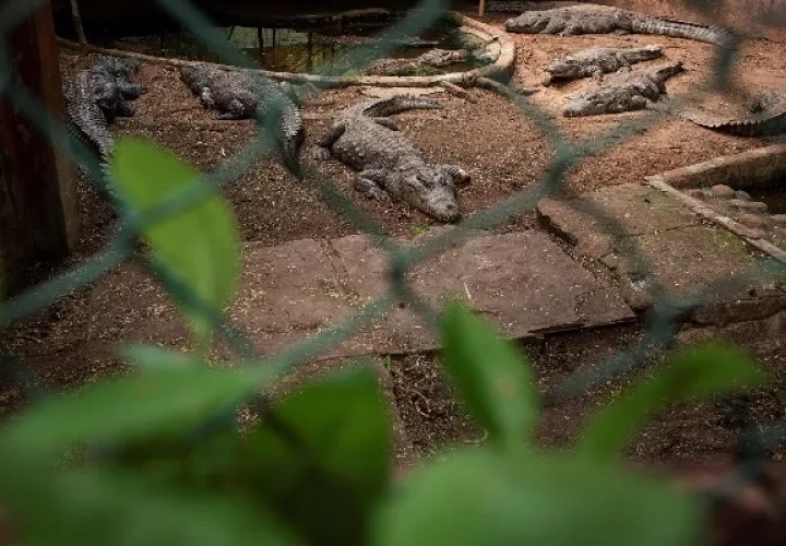Crisis económica asedia a parque de reptiles en la India. Foto: EFE