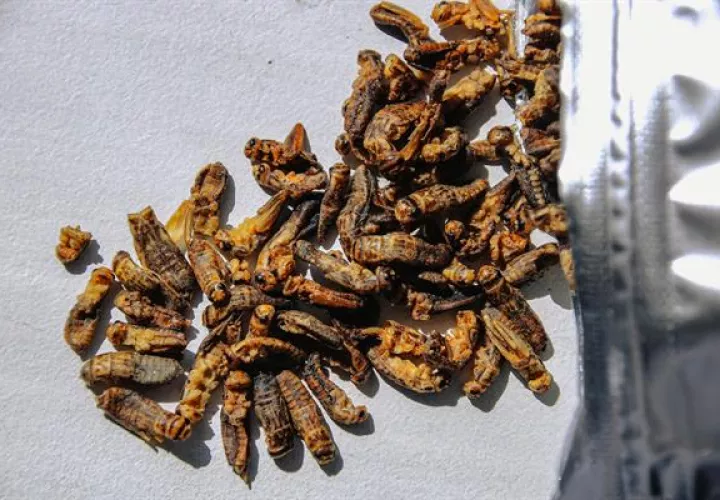 Portugal aprobó  el consumo de insecto como nueva fuente de  proteínas.