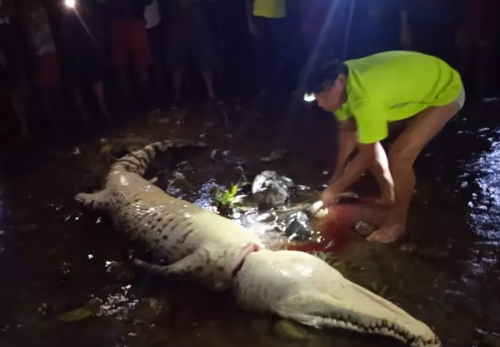 Un cocodrilo, presunto atacante de la niña,  fue cazado por moradores del área y llevado a orillas del río. Foto: Diómedes Sánchez 