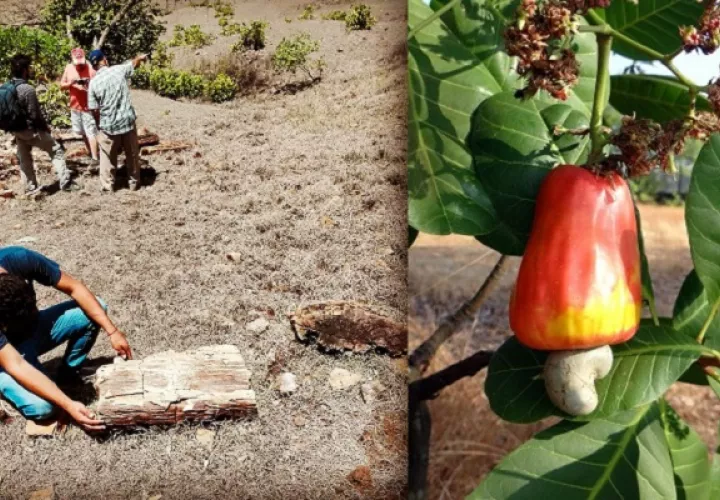 Descubrir nuevos fósiles contribuirá a comprender mejor cómo y por qué la diversidad es como es hoy. Foto: Cortesía Smithsonian Tropical 