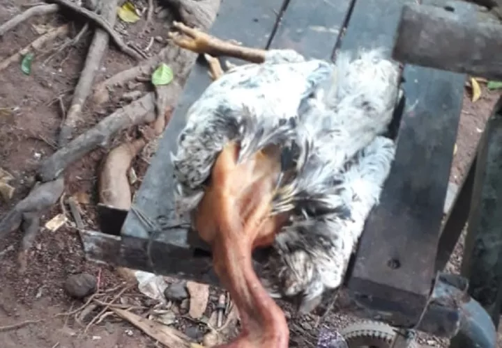 Pollos, gallinas y gallos se están muriendo de manera misteriosa. Foto: Melquiades Vásquez 