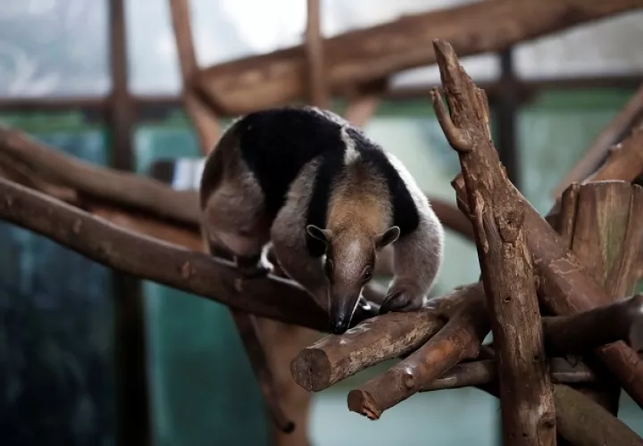 Un oso hormiguero en la Asociación Panamericana para la Conservación (APPC). Foto: EFE