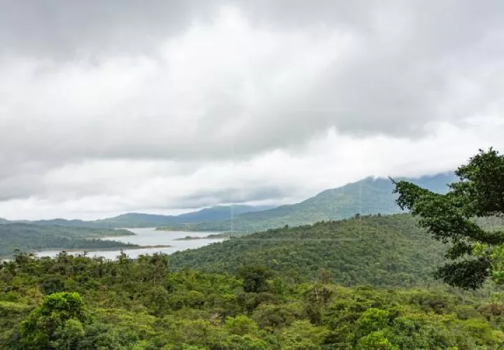 El 65.4% del territorio de Panamá está conformado por bosques y otras tierras boscosas. Foto: EFE