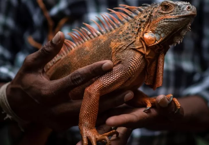 Crisis económica asedia a parque de reptiles en la India. Foto: EFE