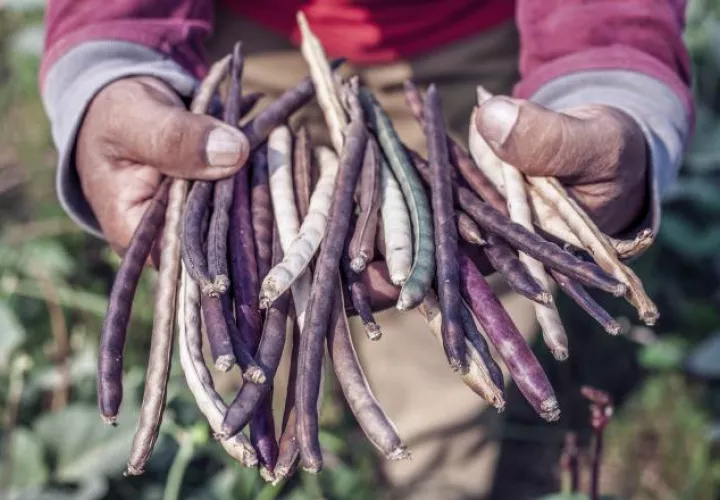 Durante la pandemia, la producción de alimentos en la región ha sido resiliente. Ilustrativa / Pexels