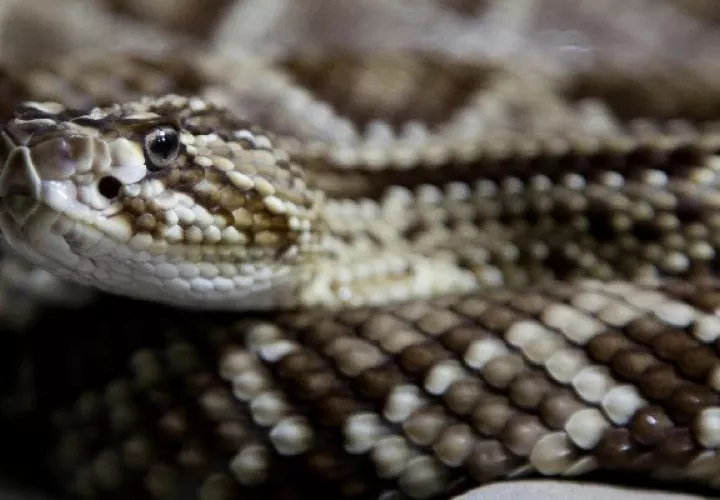 Las serpientes aceleran el cascabeleo de su cola de manera brusca a medida que se acerca la amenaza. Foto: EFE