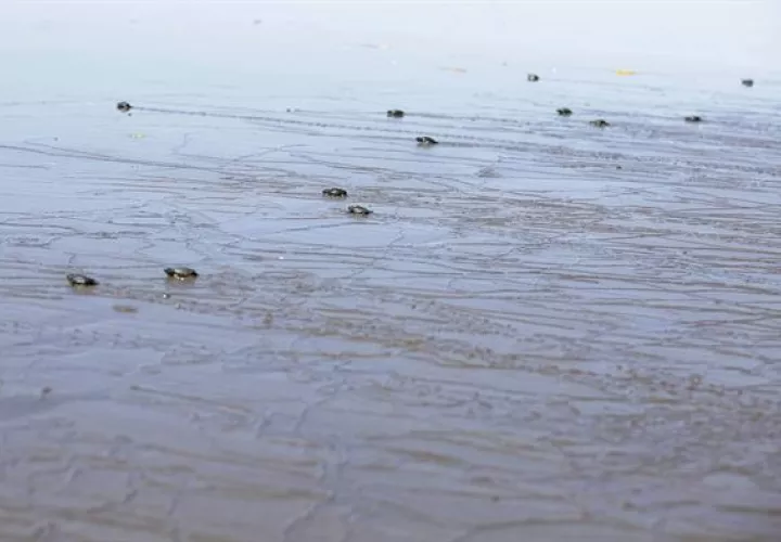 Tortugas Jóvenes en riesgo a causa del plástico . Foto: EFE