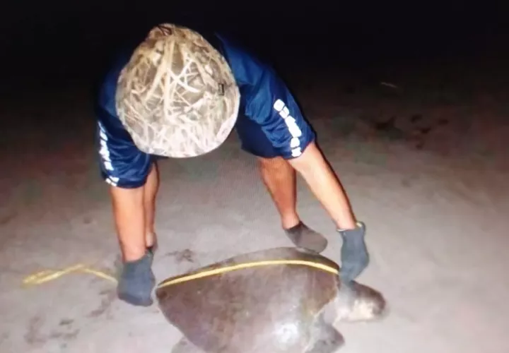 Playa La Marinera es un sitio preferido por esta especie de tortuga para desovar y anidar. Foto:Thays Domínguez