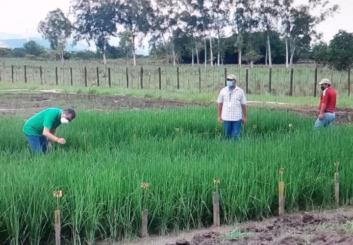 En Veraguas se han sembrado 17 mil quintales de la semilla ilegal de arroz. Foto: Eric A. Montenegro