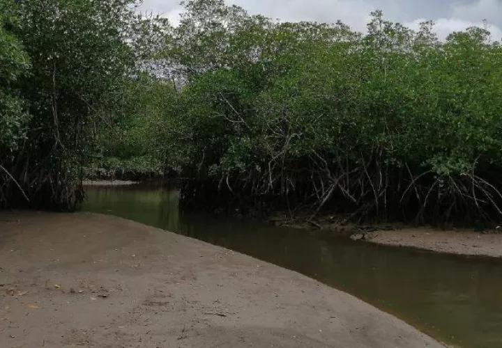 La implementación del programa se desarrollará en el BATIPA Field Institute. Cortesía