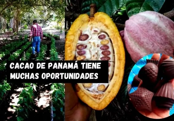 El cacao panameño busca unificar proceso y potenciar su calidad. Foto: Karol Lara